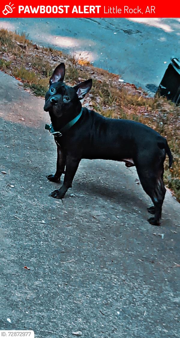 Lost Male Dog last seen The Barton apmts , Little Rock, AR 72205
