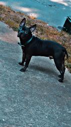 Lost Male Dog last seen The Barton apmts , Little Rock, AR 72205