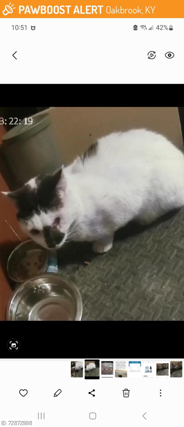 Found/Stray Male Cat last seen Oakbrook dr., Florence, KY 41042