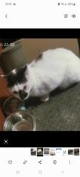 Found/Stray Male Cat last seen Oakbrook dr., Florence, KY 41042
