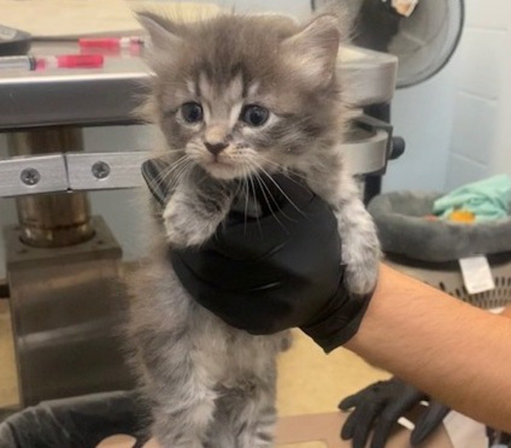 Shelter Stray Female Cat last seen San Diego, CA, 92154, San Diego, CA 92110