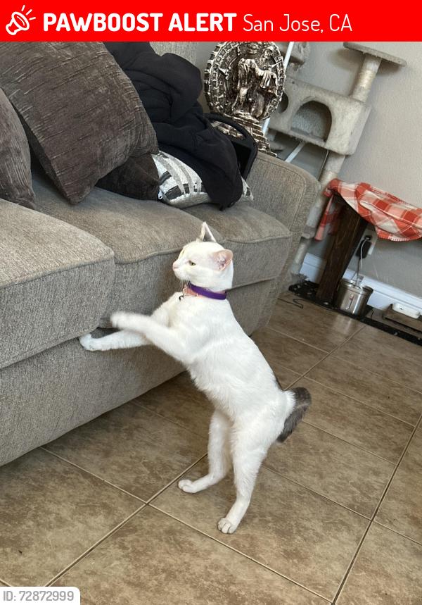 Lost Female Cat last seen tropicana , San Jose, CA 95122