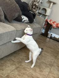 Lost Female Cat last seen tropicana , San Jose, CA 95122