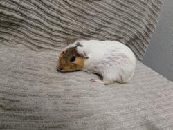 Shelter Stray Female Other last seen Near Kiowa Drive, La Mesa, CA, 91942, San Diego, CA 92110