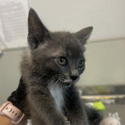 Shelter Stray Female Cat last seen Commerial Street, San Diego, CA, 92113, San Diego, CA 92110