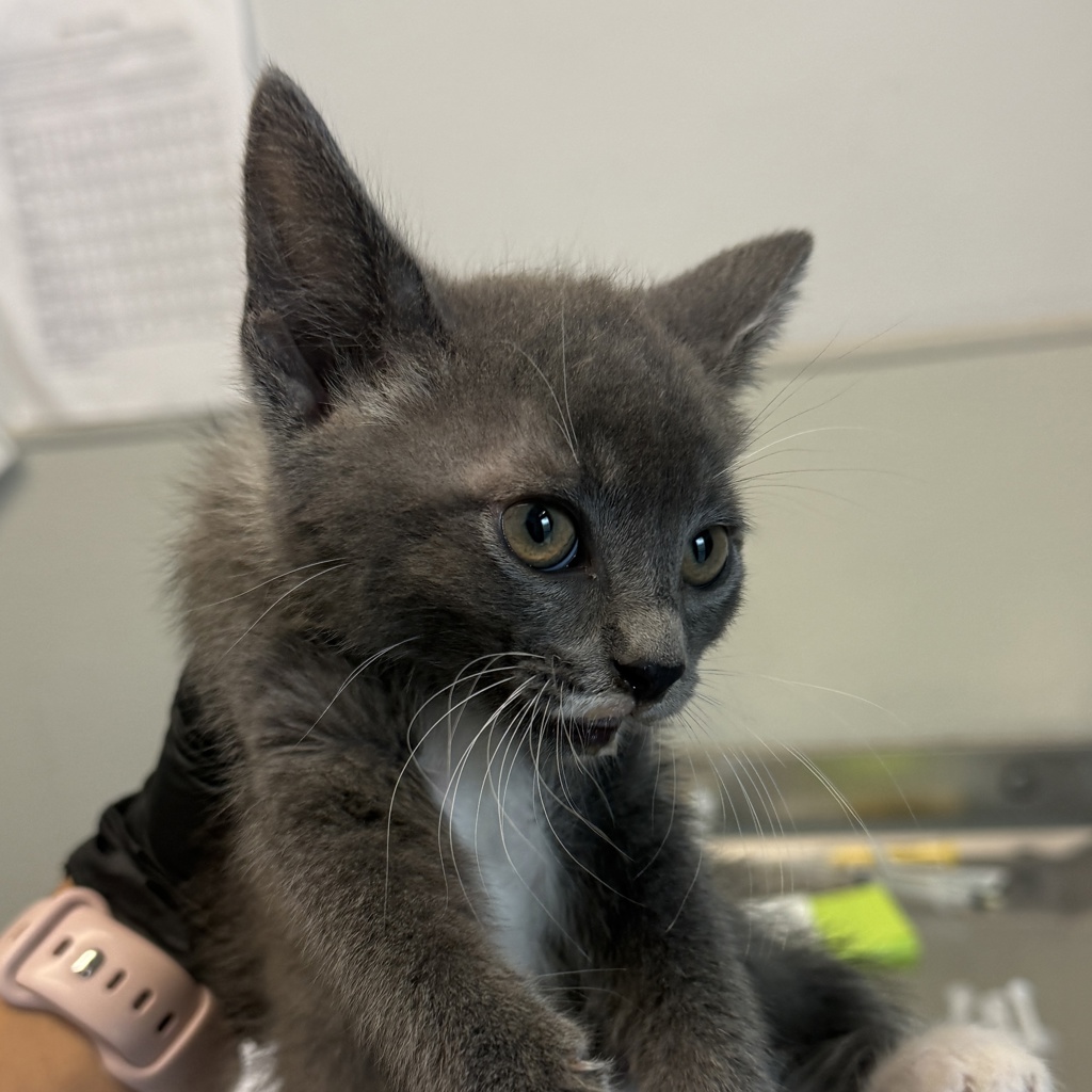 Shelter Stray Female Cat last seen Commerial Street, San Diego, CA, 92113, San Diego, CA 92110