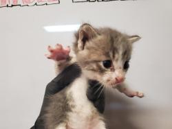 Shelter Stray Male Cat last seen Near Garey Drive, Vista, CA, 92084, Oceanside, CA 92058