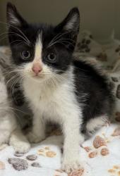 Shelter Stray Male Cat last seen Near Palm Avenue, San Diego, CA, 92154, San Diego, CA 92110