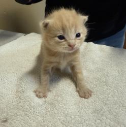 Shelter Stray Male Cat last seen Near Islander Street, Oceanside, CA, 92054, Oceanside, CA 92058