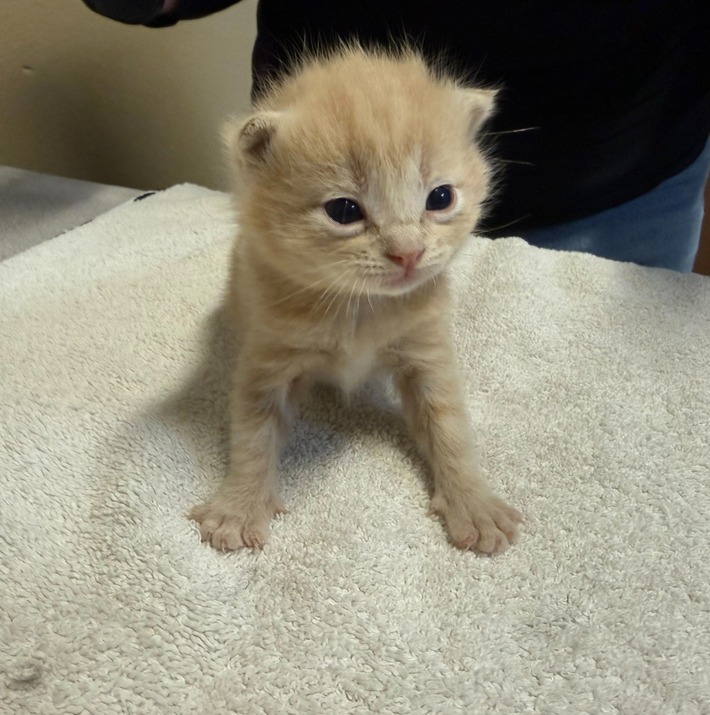 Shelter Stray Male Cat last seen Near Islander Street, Oceanside, CA, 92054, Oceanside, CA 92058