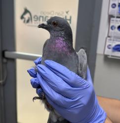 Shelter Stray Unknown Bird last seen Near Thalia Street, San Diego, CA, 92154, San Diego, CA 92110