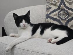 Lost Female Cat last seen Dixie river and mount olive church rd , Charlotte, NC 28278