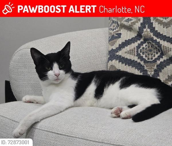 Lost Female Cat last seen Dixie river and mount olive church rd , Charlotte, NC 28278