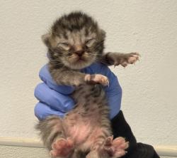 Shelter Stray Female Cat last seen Near Bollenbacher Street, San Diego, CA, 92114, San Diego, CA 92110