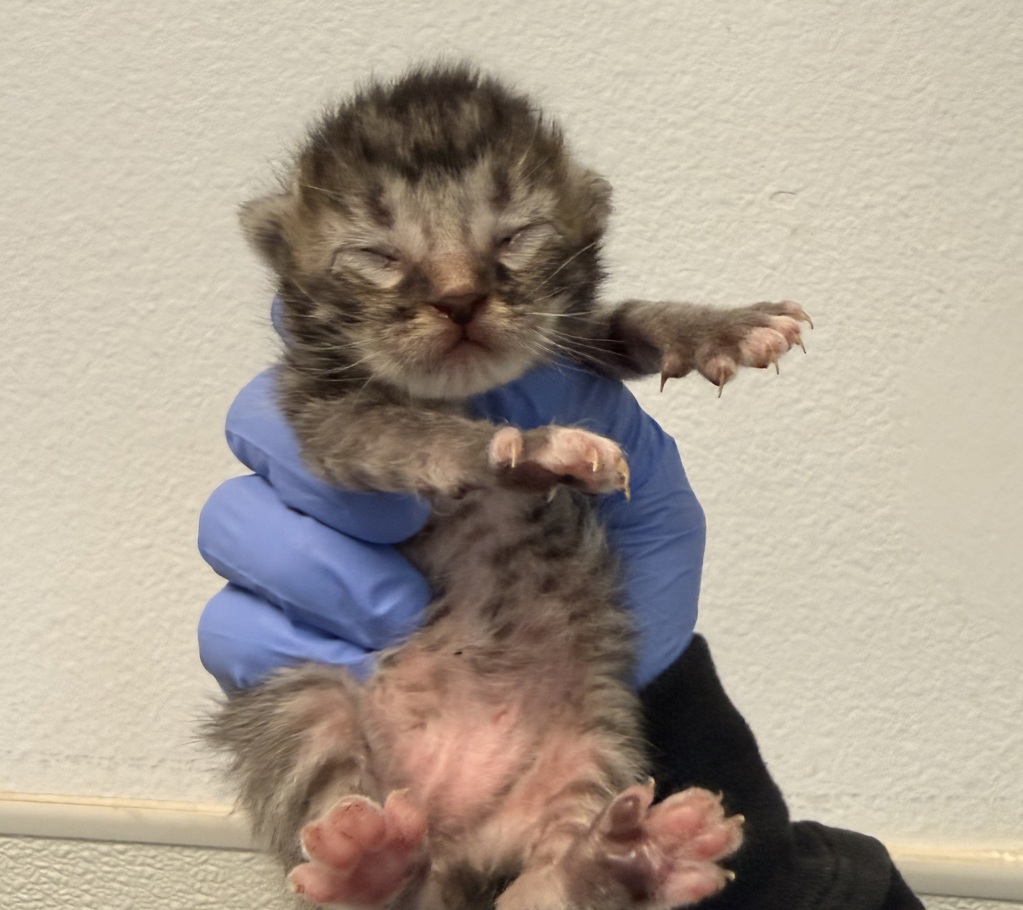 Shelter Stray Female Cat last seen Near Bollenbacher Street, San Diego, CA, 92114, San Diego, CA 92110
