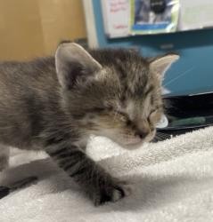Shelter Stray Female Cat last seen Near Burnet Drive, Escondido, CA, 92027, Escondido, CA 92027