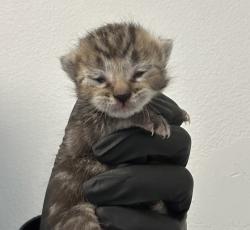 Shelter Stray Male Cat last seen Near Market Street, San Diego, CA, 92102, San Diego, CA 92110
