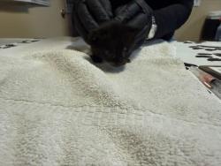 Shelter Stray Female Cat last seen Near Islander Street, Oceanside, CA, 92054, Oceanside, CA 92058