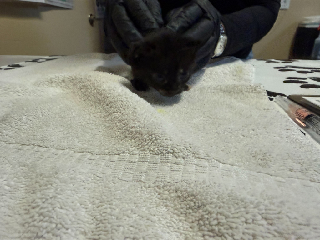 Shelter Stray Female Cat last seen Near Islander Street, Oceanside, CA, 92054, Oceanside, CA 92058