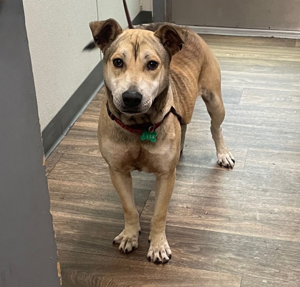 Shelter Stray Male Dog last seen W Point Loma Boulevard, San Diego, CA, 92107, San Diego, CA 92110