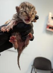 Shelter Stray Male Cat last seen Near T Street, San Diego, CA, 92113, San Diego, CA 92110