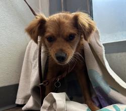 Shelter Stray Female Dog last seen Del Mar Place, San Diego, CA, 92121, San Diego, CA 92110