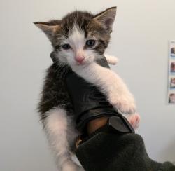 Shelter Stray Male Cat last seen Near 34th Street, San Diego, CA, 92102, San Diego, CA 92110