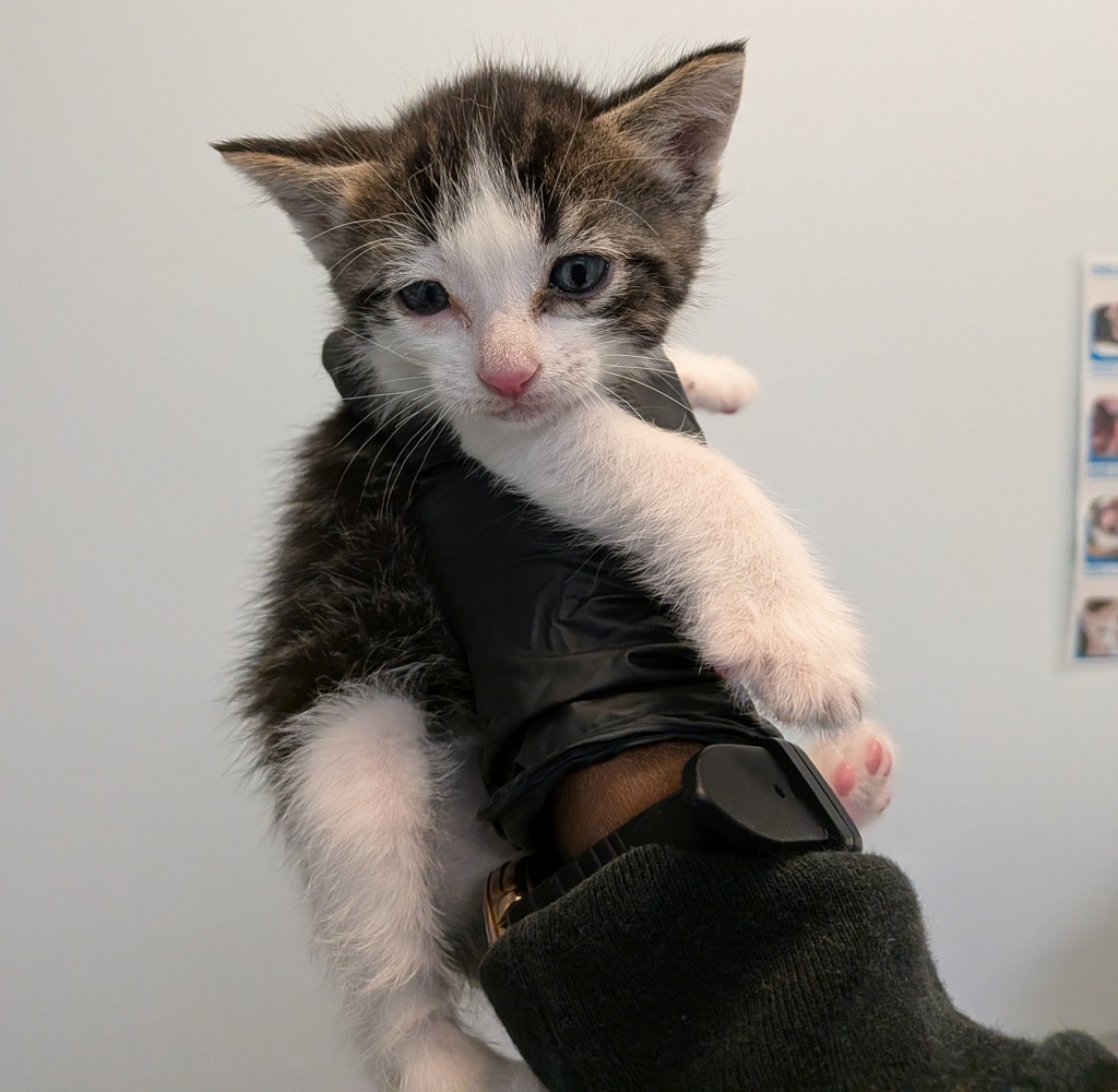 Shelter Stray Male Cat last seen Near 34th Street, San Diego, CA, 92102, San Diego, CA 92110