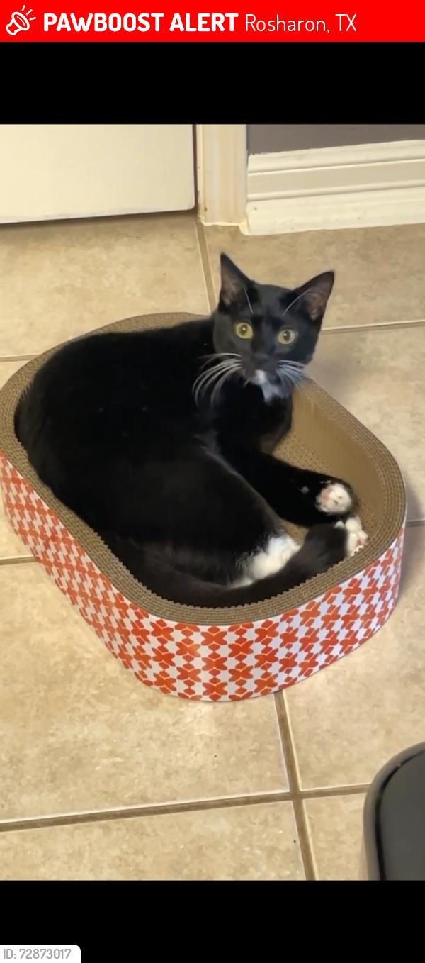 Lost Male Cat last seen Sterling lakes Rosharon texas, Rosharon, TX 77583