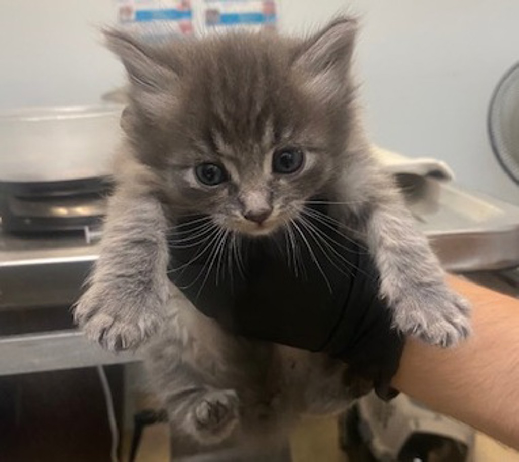 Shelter Stray Male Cat last seen San Diego, CA, 92154, San Diego, CA 92110