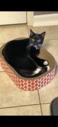 Lost Male Cat last seen Sterling lakes Rosharon texas, Rosharon, TX 77583