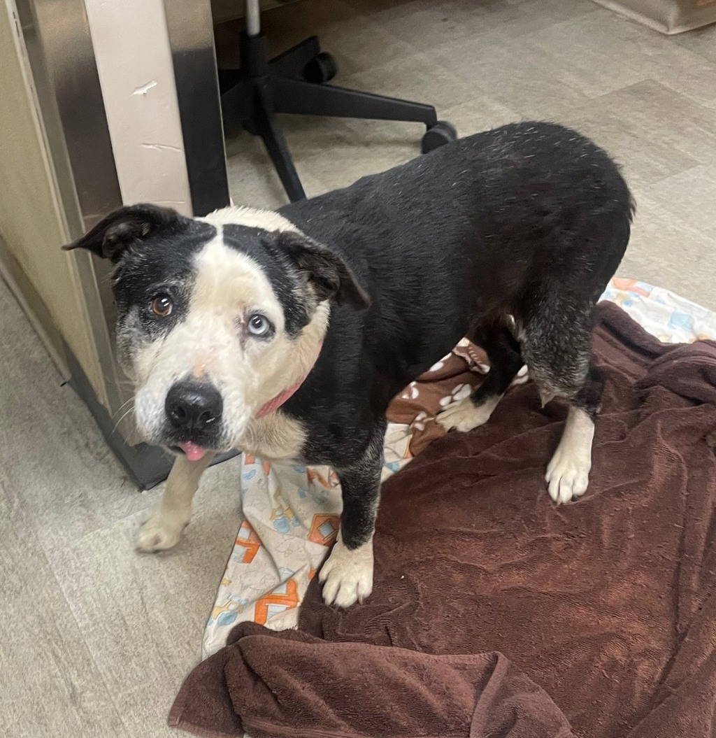 Shelter Stray Female Dog last seen Near Jackson Drive, La Mesa, CA, 91942, San Diego, CA 92110