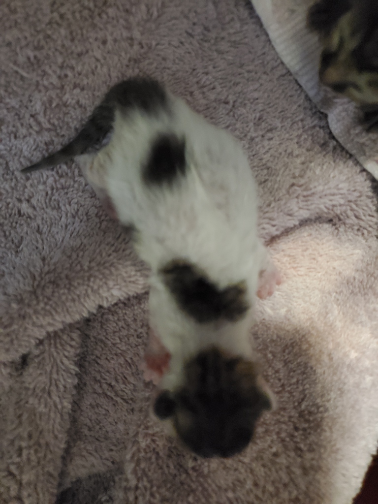 Shelter Stray Female Cat last seen Near Brisbane Way, Oceanside, CA, 92058, Oceanside, CA 92058