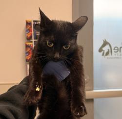 Shelter Stray Female Cat last seen Near Bollenbacher Street, San Diego, CA, 92114, San Diego, CA 92110