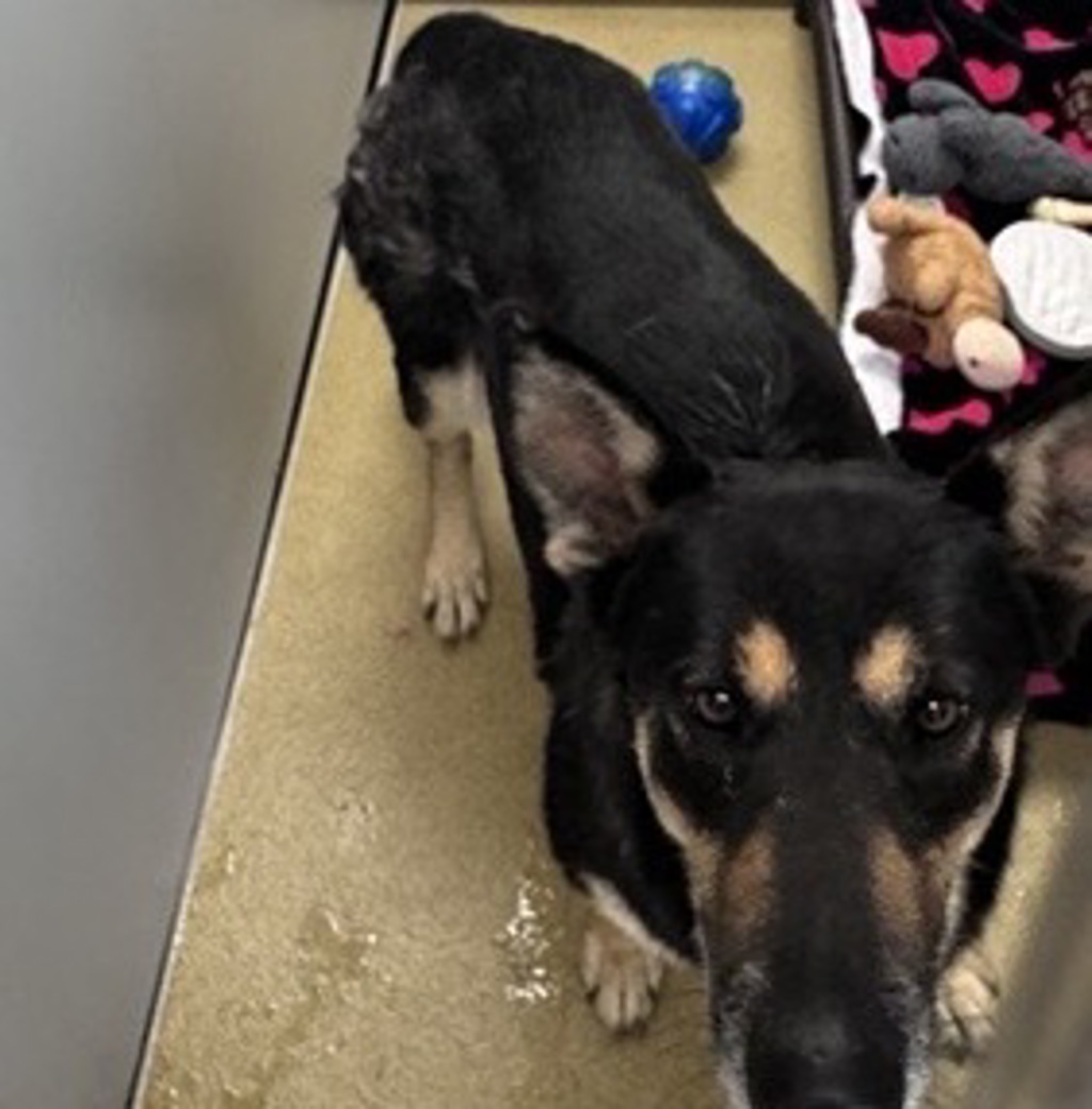 Shelter Stray Female Dog last seen Near Nyemii Pass, San Pasqual, CA, 92082, Escondido, CA 92027