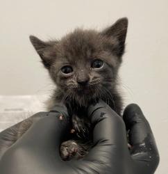 Shelter Stray Female Cat last seen Island Avenue, San Diego, CA, 92102, San Diego, CA 92110