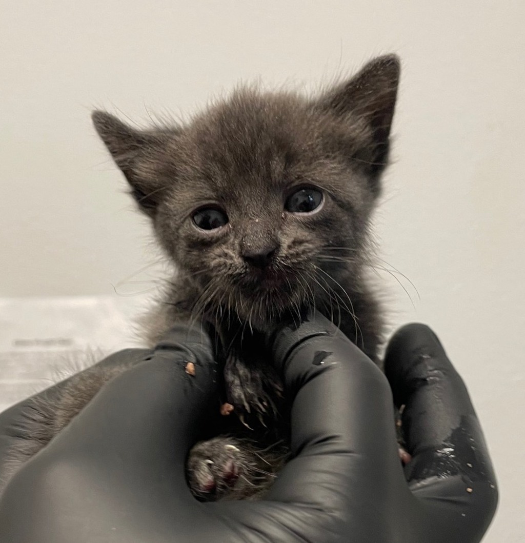Shelter Stray Female Cat last seen Island Avenue, San Diego, CA, 92102, San Diego, CA 92110
