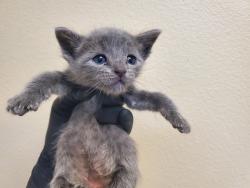 Shelter Stray Male Cat last seen Near Olive Avenue, Vista, CA, 92083, Oceanside, CA 92058