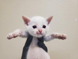 Shelter Stray Male Cat last seen Near Olive Avenue, Vista, CA, 92083, Oceanside, CA 92058