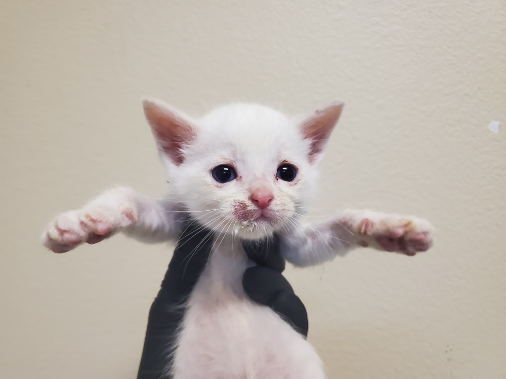 Shelter Stray Male Cat last seen Near Olive Avenue, Vista, CA, 92083, Oceanside, CA 92058