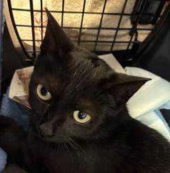 Shelter Stray Female Cat last seen Near Siena Street, San Diego, CA, 92114, San Diego, CA 92110