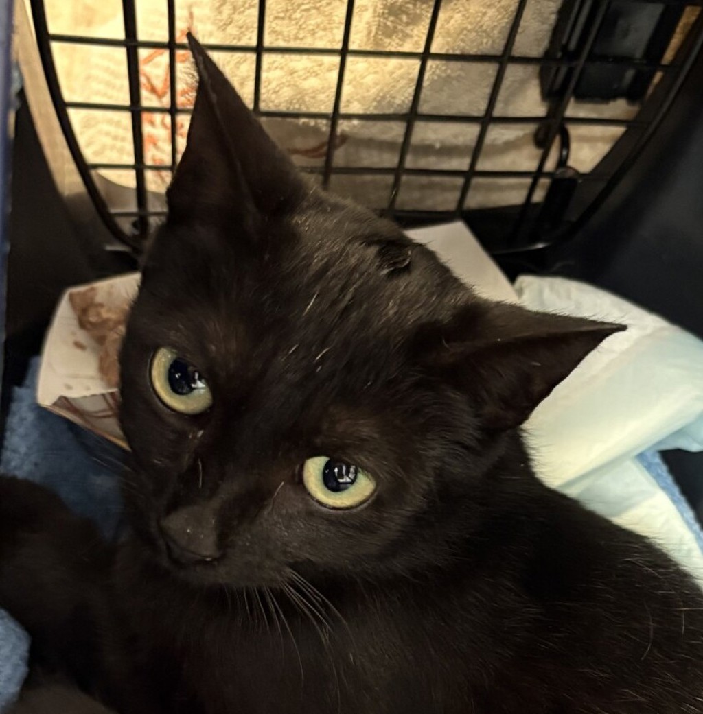 Shelter Stray Female Cat last seen Near Siena Street, San Diego, CA, 92114, San Diego, CA 92110