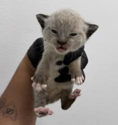 Shelter Stray Male Cat last seen Reo Drive, San Diego, CA, 92139, San Diego, CA 92110
