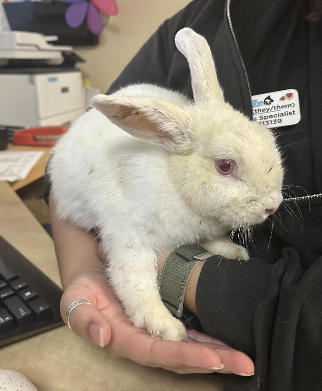 Shelter Stray Female Rabbit last seen Near Jonhnson Drive, Oceanside, CA, 92056, Oceanside, CA 92058