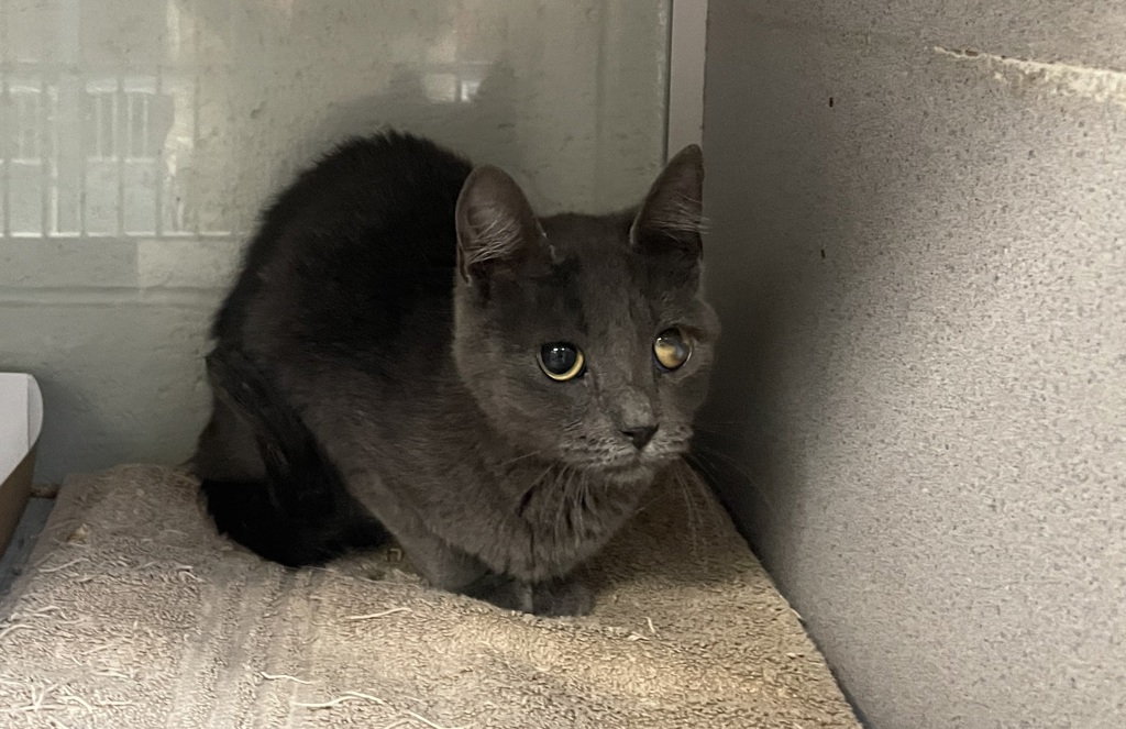 Shelter Stray Female Cat last seen Near W 5855 S, Kearns Township, UT, 84118, Taylorsville, UT 84123