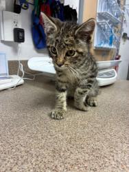 Shelter Stray Male Cat last seen Near S Main Street, Midvale, UT, 84047, Taylorsville, UT 84123