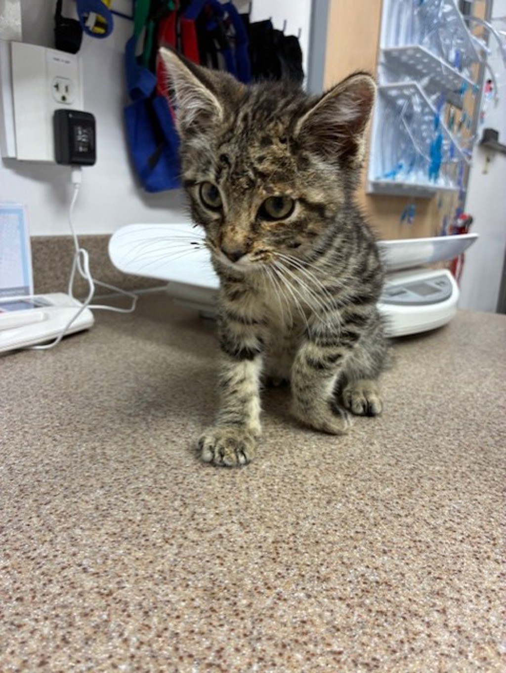 Shelter Stray Male Cat last seen Near S Main Street, Midvale, UT, 84047, Taylorsville, UT 84123