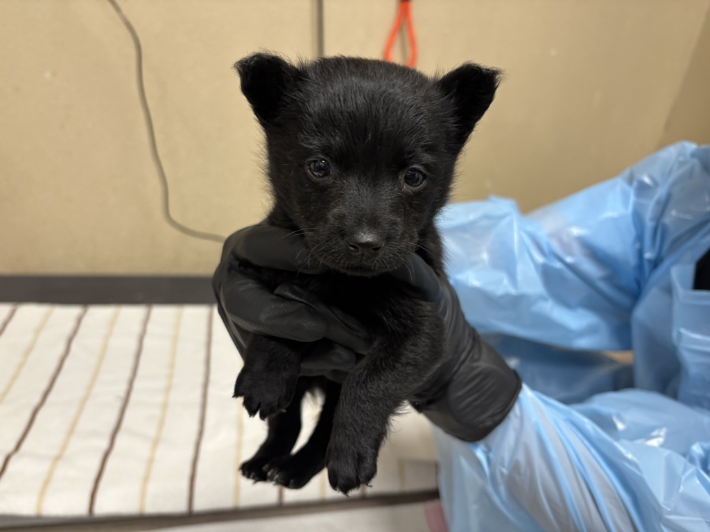 Shelter Stray Male Dog last seen Near Vista Way, Oceanside, CA, 92054, Oceanside, CA 92058