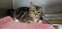 Shelter Stray Female Cat last seen Near S 4540 W, Kearns Township, UT, 84118, Taylorsville, UT 84123