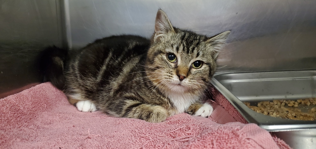 Shelter Stray Female Cat last seen Near S 4540 W, Kearns Township, UT, 84118, Taylorsville, UT 84123